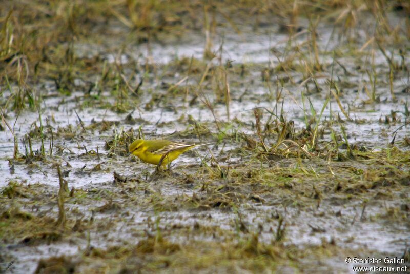 Western Yellow Wagtail (flavissima) male adult breeding, walking