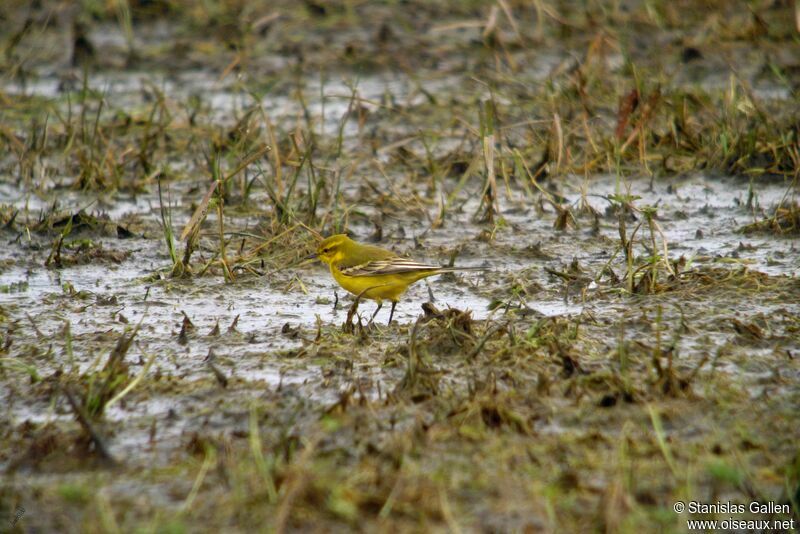 Western Yellow Wagtail (flavissima) male adult breeding, walking