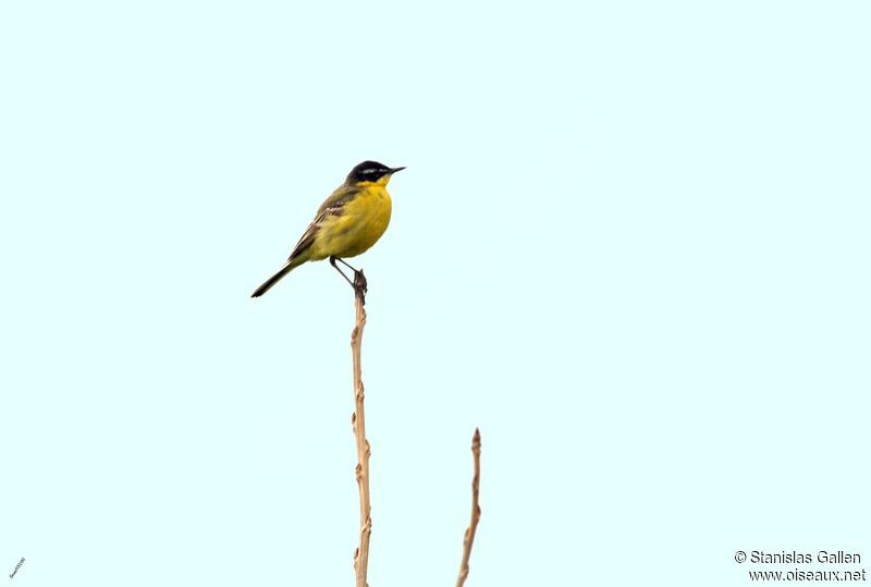 Western Yellow Wagtail male adult breeding