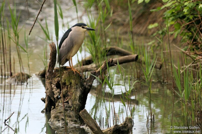 Black-crowned Night Heronadult