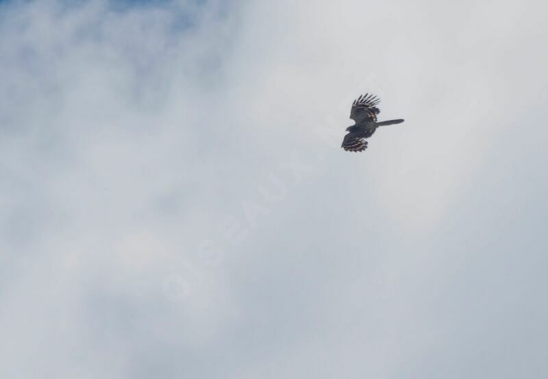 Long-tailed Honey Buzzardadult, Flight