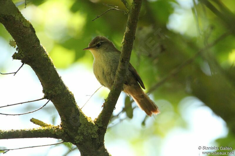 Cetti's Warbleradult breeding, Reproduction-nesting