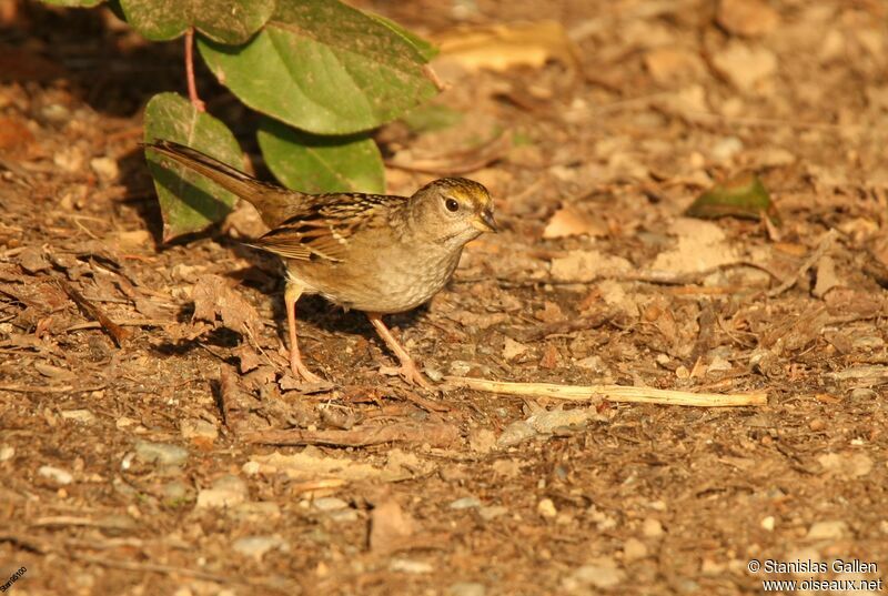 Golden-crowned Sparrowadult transition, walking