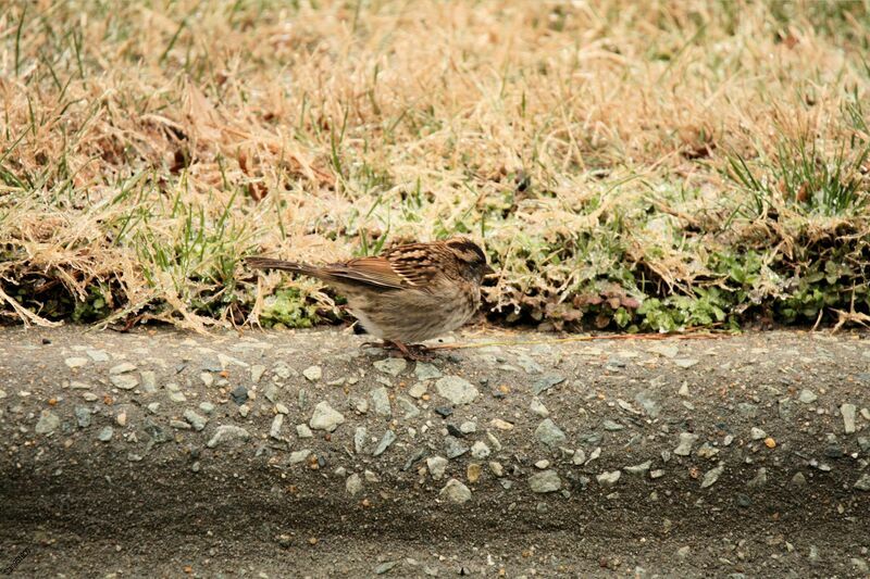 White-throated Sparrow