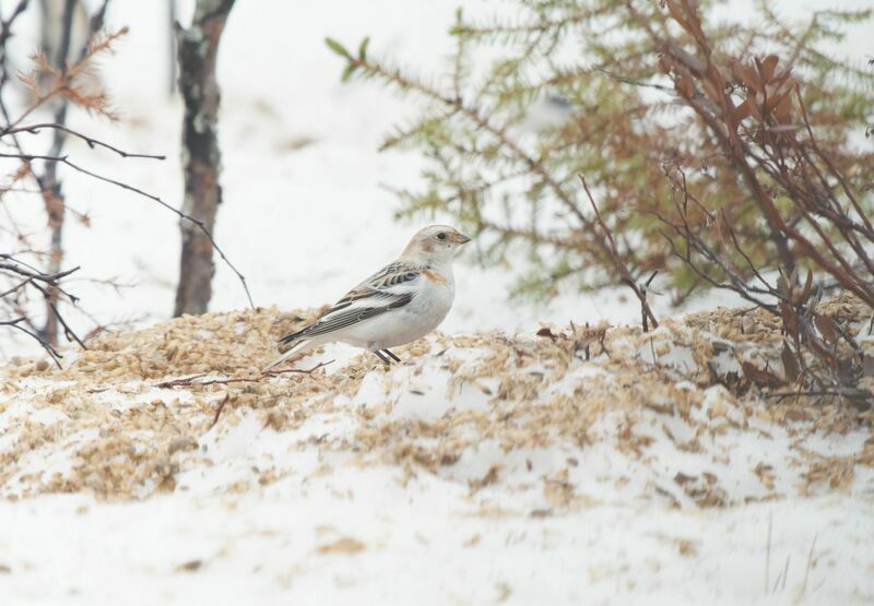 Snow Bunting female adult breeding, walking