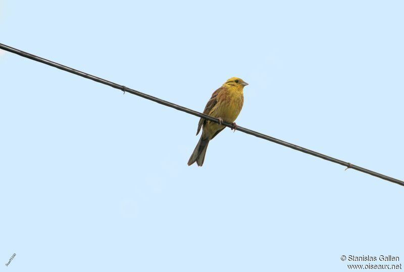 Yellowhammer male adult breeding