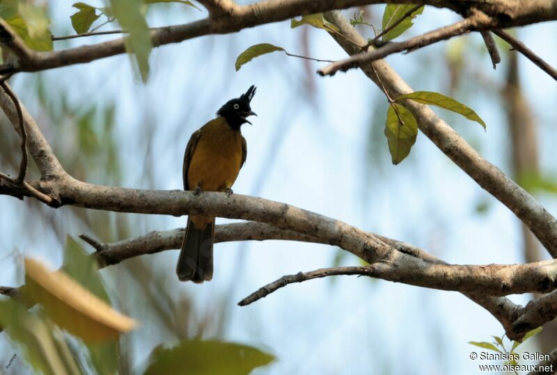 Black-crested Bulbuladult, song