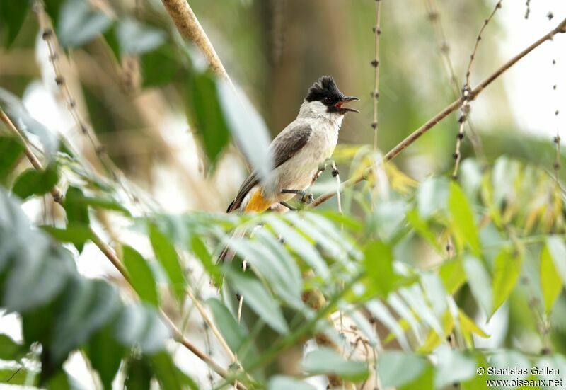 Sooty-headed Bulbuladult, song