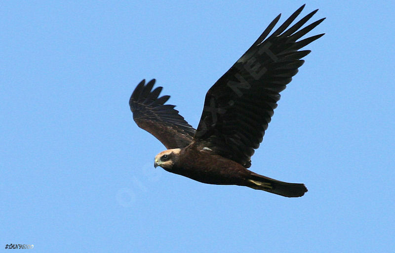 Western Marsh Harrier, identification