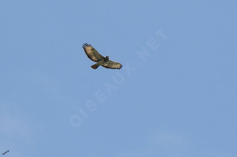 Red-necked Buzzardadult, Flight