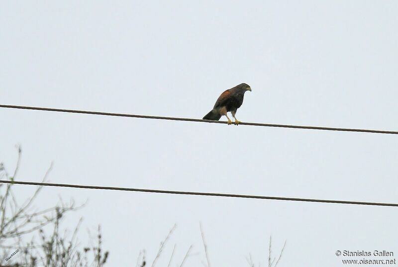 Harris's Hawkadult