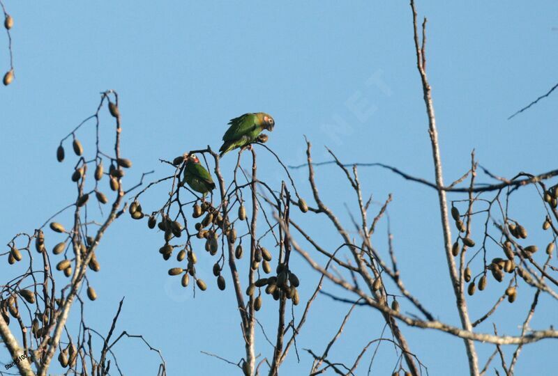 Brown-hooded Parrotadult