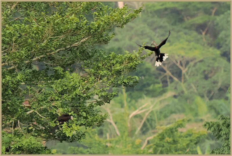 Black-casqued Hornbill female adult