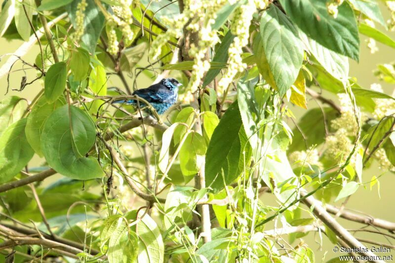 Beryl-spangled Tanageradult breeding