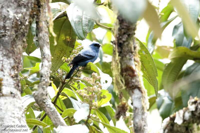 Blue-and-black Tanageradult breeding, habitat