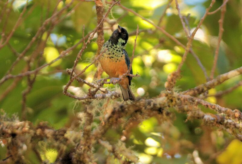 Spangle-cheeked Tanager male adult