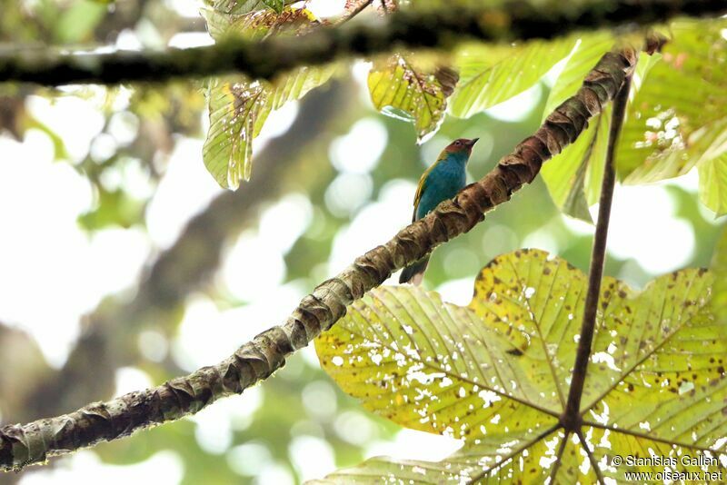 Bay-headed Tanager male adult