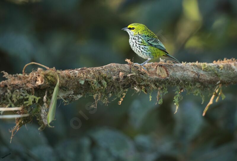 Speckled Tanager male adult