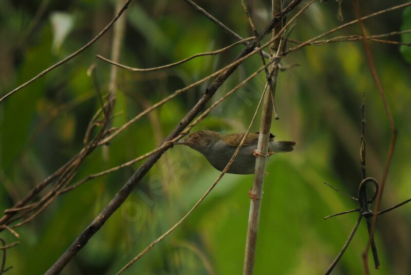 Olive-green Camaropteraadult