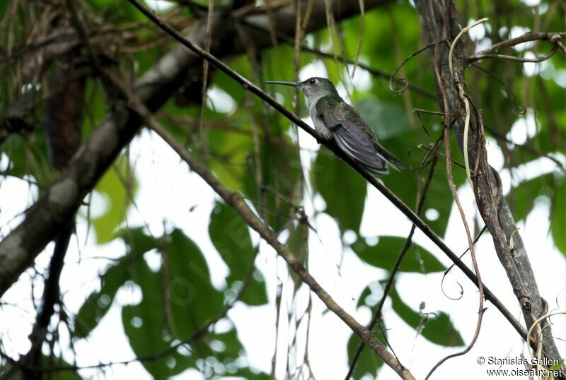 Grey-breasted Sabrewingadult