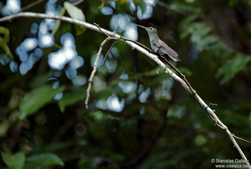 Grey-breasted Sabrewingadult