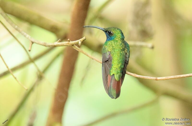 Lazuline Sabrewing male adult breeding