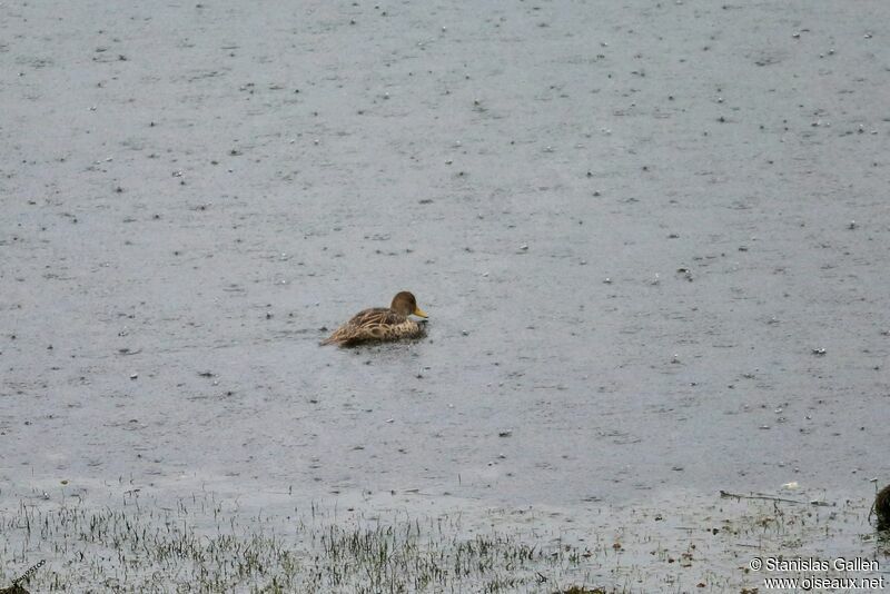 Yellow-billed Pintail male adult breeding, swimming