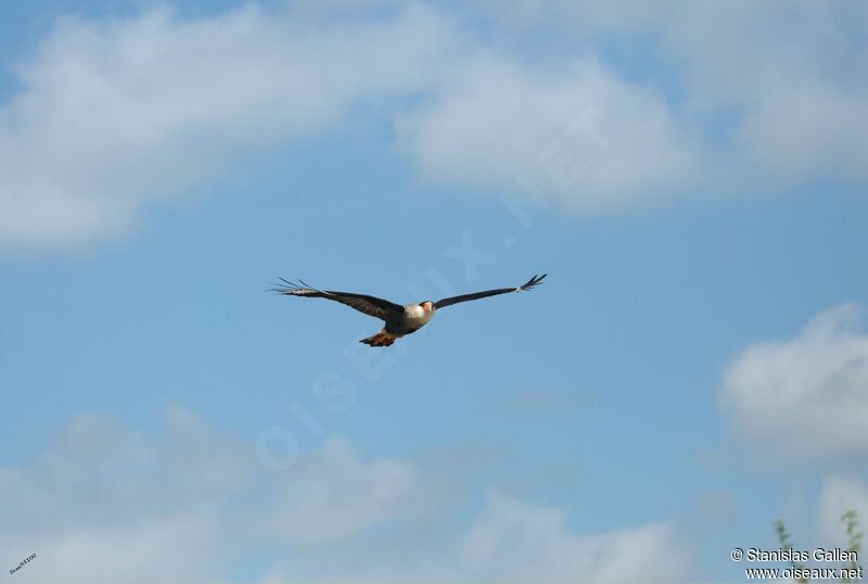 Crested Caracara (cheriway)adult, Flight