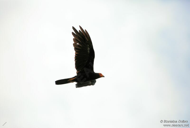 Black Caracaraadult, Flight