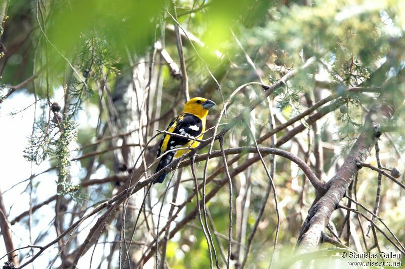 Golden Grosbeak male adult