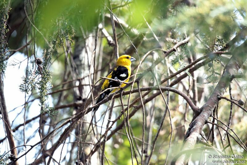 Cardinal à tête jaune mâle