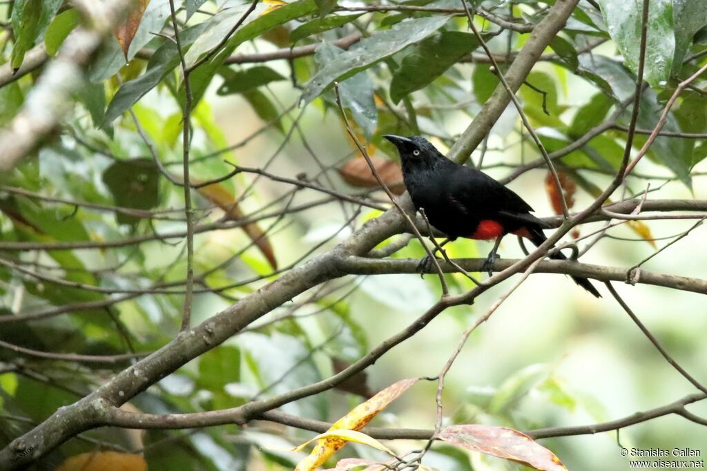 Red-bellied Grackle