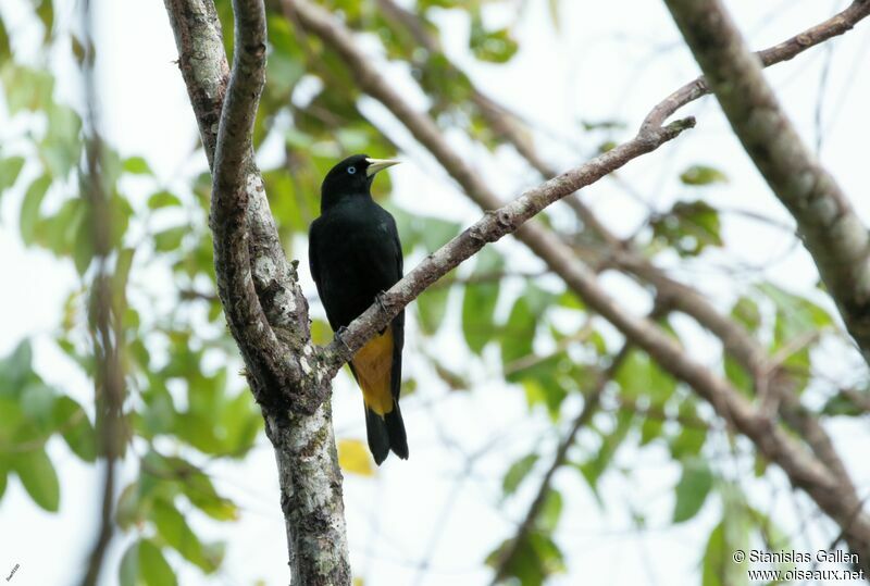 Yellow-rumped Caciqueadult breeding