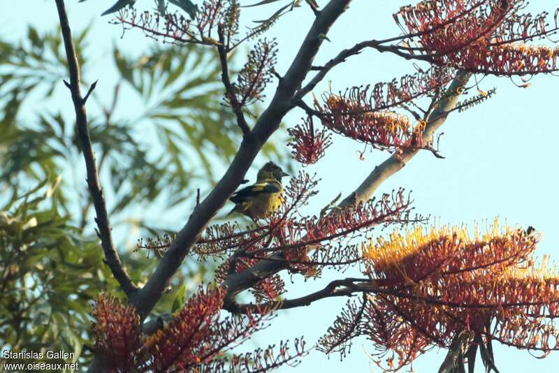 Black-headed Siskinadult breeding, identification