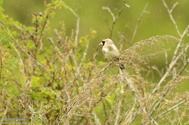 Chardonneret de l'Himalayaadulte nuptial, identification