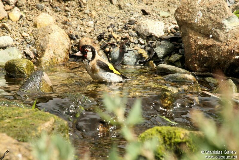 Chardonneret élégantadulte