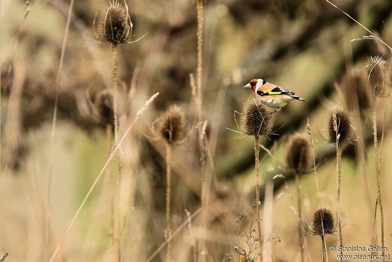 European Goldfinch