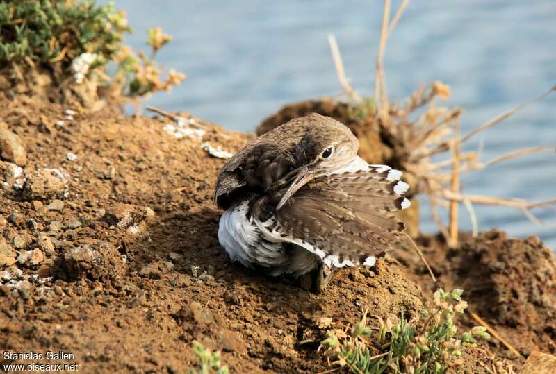 Common Sandpiperadult transition, close-up portrait, care