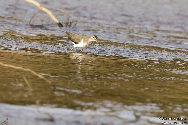 Common Sandpiperadult transition, walking, fishing/hunting