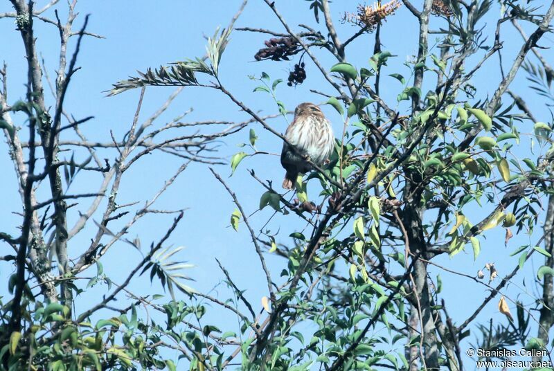 Ferruginous Pygmy Owl