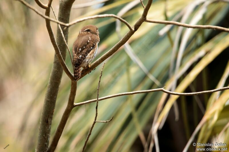 Ferruginous Pygmy Owl