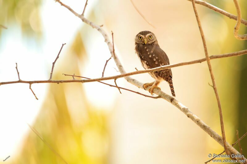 Ferruginous Pygmy Owl