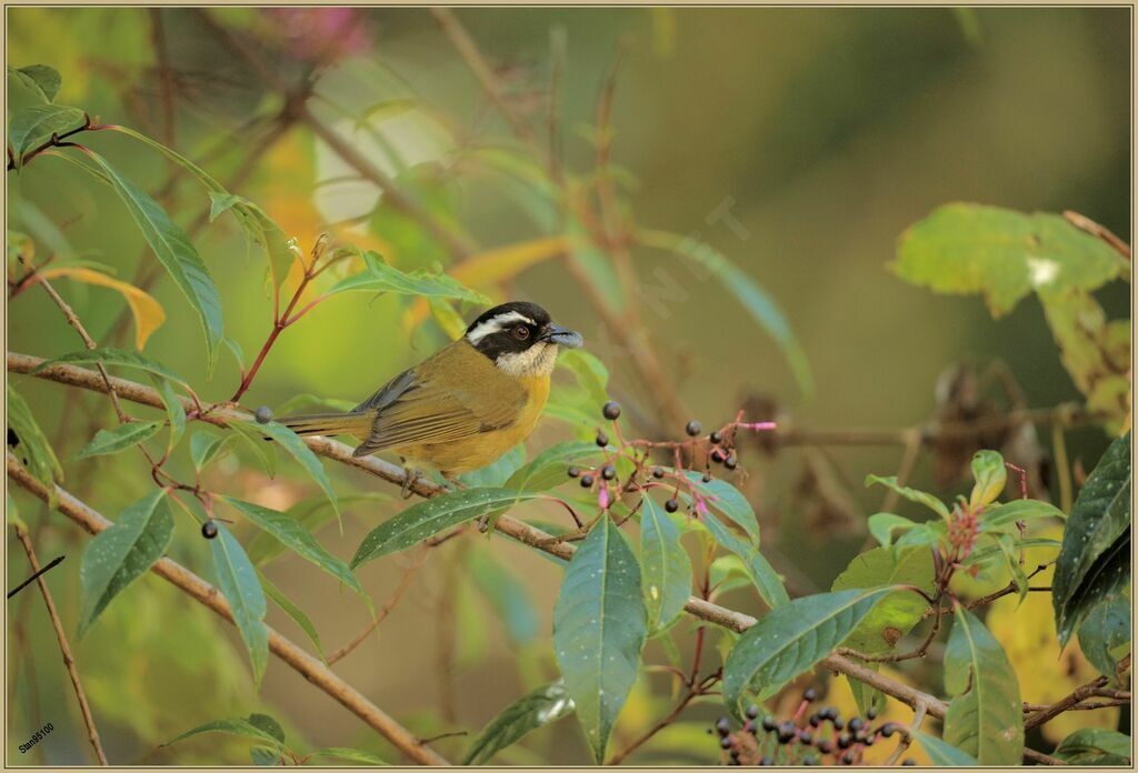 Sooty-capped Chlorospingus