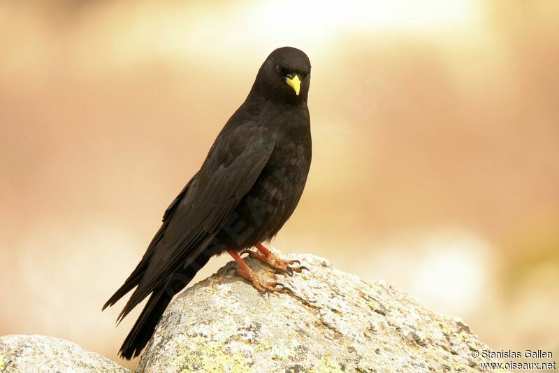 Alpine Choughadult breeding, close-up portrait