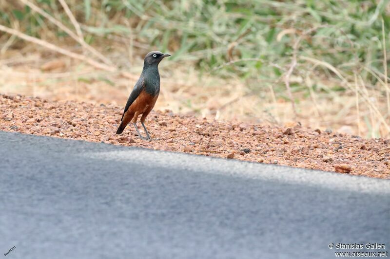 Chestnut-bellied Starlingadult, walking