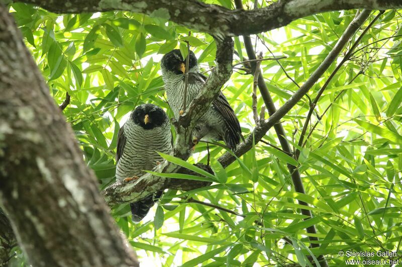 Black-and-white Owladult breeding