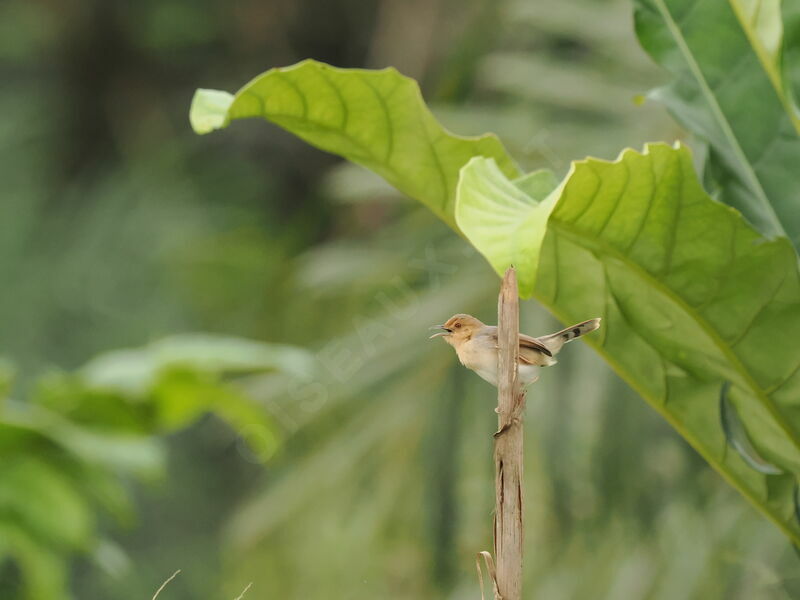 Rufous-winged Cisticola male adult breeding, song