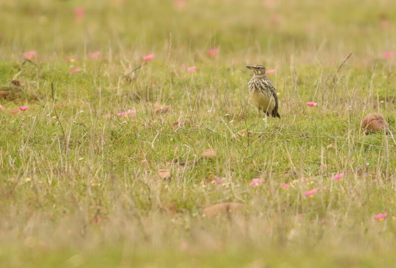 Large-billed Lark male adult, walking