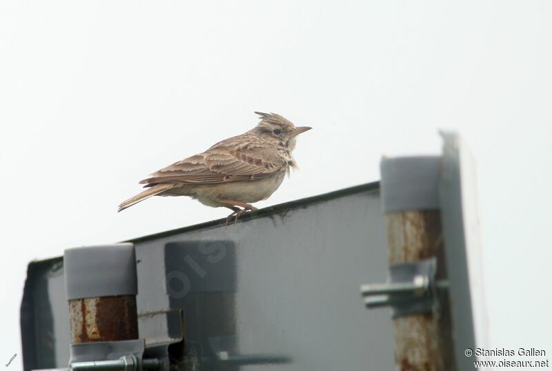 Crested Larkadult