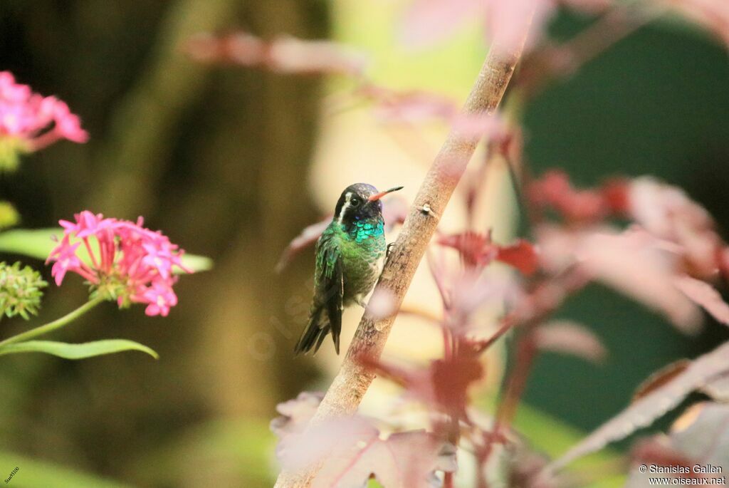 Colibri à oreilles blanches